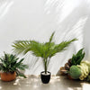 FISH PALM