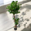 CHINESE MONEY PLANT