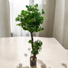 CHINESE MONEY PLANT