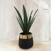 DESERT PLANT