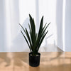 DESERT PLANT