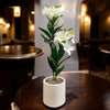 INDOOR LILY PLANT IN FIBER POT
