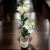INDOOR LILY PLANT IN FIBER POT