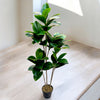 RUBBER PLANT