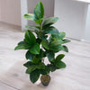 RUBBER PLANT