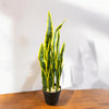 SNAKE PLANT
